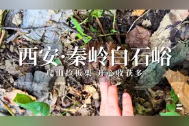 西安秦岭白石峪的板栗熟了，分享捡板栗路线，爬山玩水收获多！视频封面