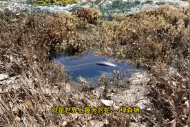 眼前这条正在睡觉的大蛇，就是世界上最大的蛇 --- 绿森蚺