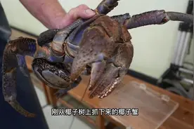 刚从椰子树上捉回来的椰子蟹，先烫晕后再进行清蒸，蟹黄浓郁鲜甜