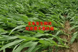 现在玉米发生倒伏，究竟要不要扶起视频封面