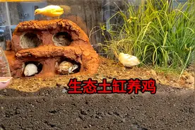 没想到用土养卢丁鸡会这么合适，既没有臭味又有观赏性视频封面