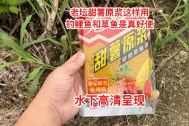 老坛甜薯原浆全新用法，这样打窝确实好使