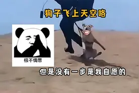 狗子：再见妈妈，今天我就要远航！视频封面