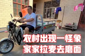 农村现一怪象家家户户拉麦子去磨面粉实测180斤小麦能出多少面粉