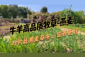 牛羊秋冬高品质牧草，饲用燕麦，叶片比黑麦草又宽又多，营养更好视频封面