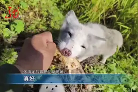 五常：男子投喂狐狸 结下深厚友谊视频封面