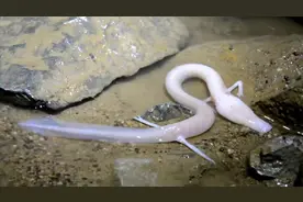 世界上真的有龙吗？#神奇动物在抖音 #视频封面