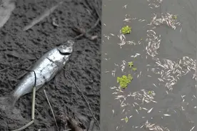 航拍四川乐山一河道大量死鱼漂浮 当地：或因高温缺氧 正调查视频封面