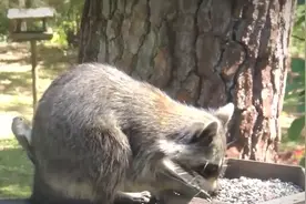 各地惊现动物“异常行为”