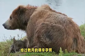 公狗熊和母狗熊是如何求偶与繁殖的？交配的奇妙之旅，看完明白了视频封面