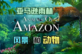 超清视频  亚马逊雨林风景和动物4K超高清视频封面
