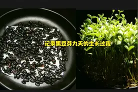 记录黑豆九天的生长过程视频封面