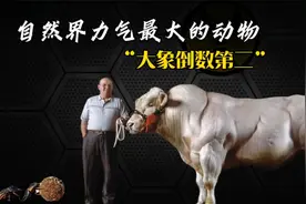 自然界力气最大的十种动物，大象只能排在倒数第二