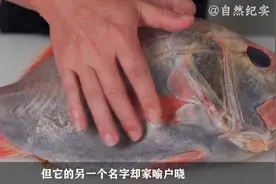 菜市场上最干净的10种鱼类，位于深海远离污染，很难实现人工养殖视频封面