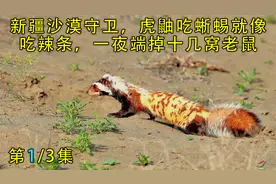 沙漠新疆沙漠守卫，虎鼬吃蜥蜴就像吃辣条，一夜端掉十几窝老鼠01视频封面