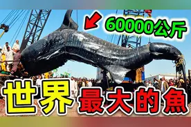 全世界最大的10種超級巨魚！大白鯊只排第3，第一名重達60000公斤