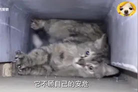 猫妈妈为了救自己的孩子，它不顾自己的安危，没想到被困了7天视频封面