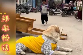 一只拉不拉多，因为每天都来接小主人放学，成了网红狗