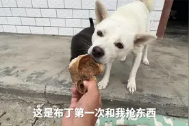 温顺的狗子为了根骨头和我拔河比赛是吧视频封面