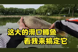 各种黑漂却钓不到鱼，小小改变一下，大热天都能钓几十斤视频封面