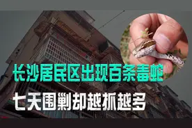 长沙居民区出现百条毒蛇，七天围剿却越抓越多，调查结果让人后怕视频封面