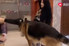 主人坐在椅子上锻炼，刚抬起腿德牧就冲过去护着怕主人摔倒，暧心视频封面