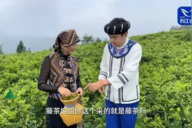 荆楚先行·县在行动 白天采茶，晚上带货，广电主播变身新茶人视频封面