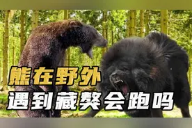 熊在野外碰上藏獒，真的会被赶跑吗？