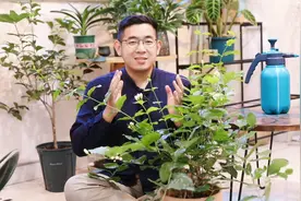 茉莉花怎么养？园艺师教你，茉莉花的详细养护技巧视频封面