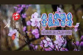 五月杜鹃季，赏花正当时视频封面