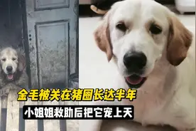 金毛乐乐，被关在猪圈长达半年，救助四个月后小姐姐把它宠上了天视频封面