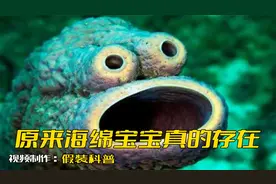 原来海绵宝宝真的存在视频封面