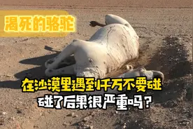 沙漠中若遇到渴死的骆驼不能碰，为什么？碰了后果很严重吗？