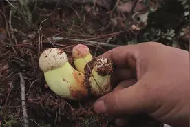 进山寻找食材，今天采见手青，野生菌烹饪技巧分享