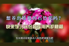 想养出娇艳的石竹花吗？快来学习这份超实用养护秘籍！