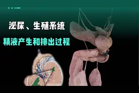 男性的泌尿和生殖系统，精液的产生和排出过程