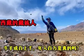 西藏的人到底多有钱？藏族姑娘卓玛回村放牧，年入百万都算贫困户