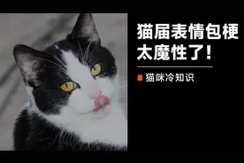 超火的猫咪表情包梗！好洗脑呀，有一种不用脑子都能感受到的快乐视频封面