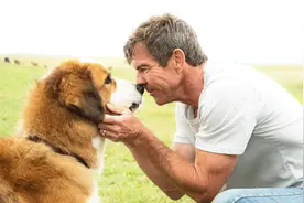 狗狗经过四世轮回，再次回到主人身边，只为完成曾经未完成的使命视频封面