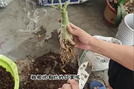 沙漠玫瑰买到别“瞎种”，花一个月时间，种上就生根，顶部冒花苞视频封面