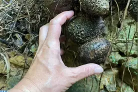 小溪边生长的“化癌果”，足足找了3年仅此发现一棵，赶紧认识下视频封面