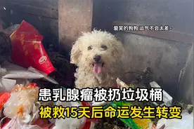 患乳腺瘤被主人扔垃圾桶的比熊，被救十五天后，成功完成蜕变视频封面