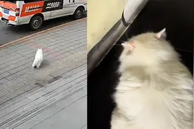 猫咪抓住大老鼠叼回家，男主人浑身打颤带着哭腔，激动地献上罐头视频封面