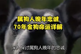 属狗人晚年忠诚，70年金狗命运详解视频封面