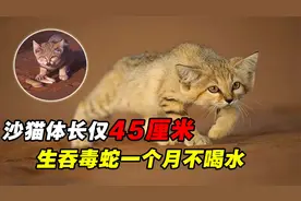 沙漠中的“刽子手”，沙猫体长仅45厘米，干嚼毒蛇能一个月不喝水视频封面