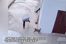 小猫躲在墙角故意吓唬主人 主人也好配合：你猜为什么叫躲猫猫？.