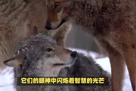 揭秘狼的神秘交配繁殖过程：狂野与激情