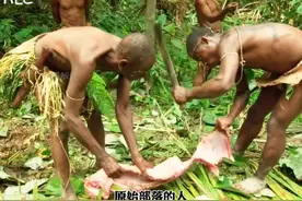 原始部落捕捉大型巨蟒的真实一幕#野生动物零距离#原始部落视频封面