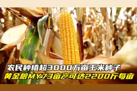 农民种植超3000万亩玉米种子，黄金粮MY73，亩产可达2200斤每亩视频封面