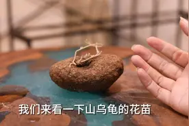 家庭室内可以养什么爬藤植物?园艺师教你，养山乌龟，皮实好养